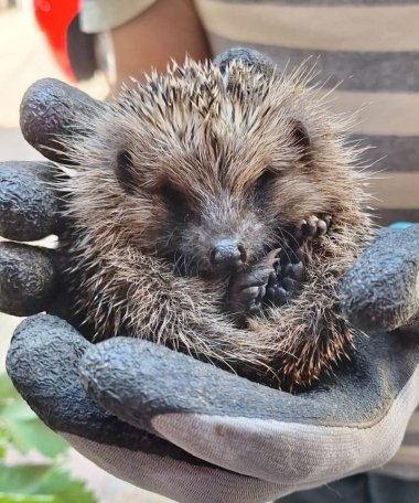 kleiner Igel