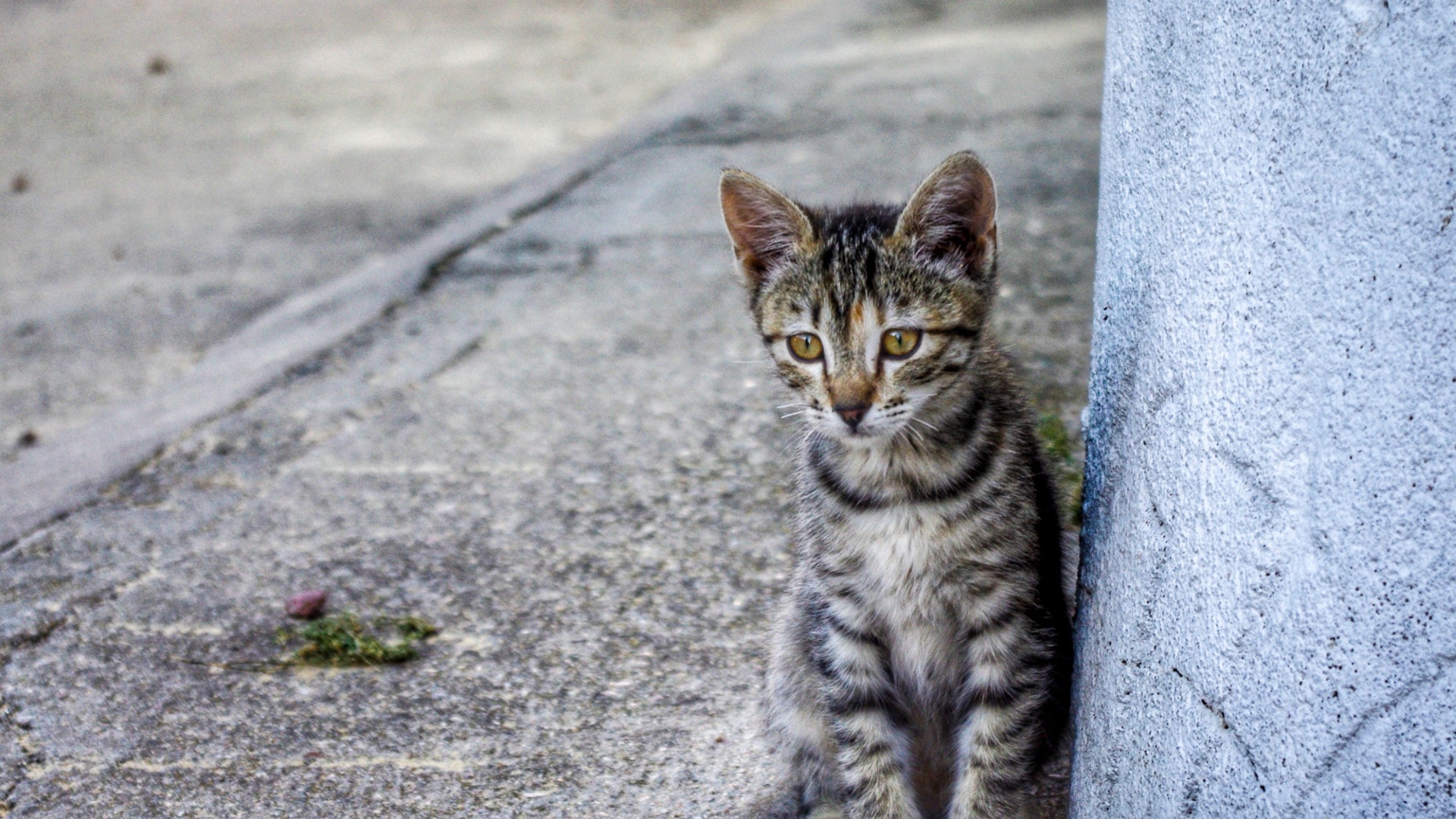 Katze