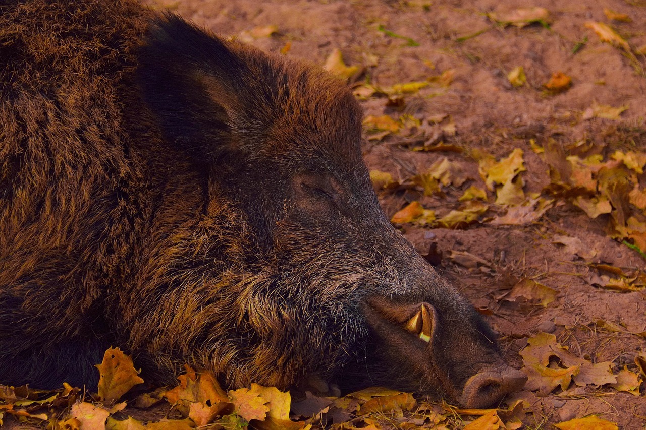 Schmuckbild: Wildschwein