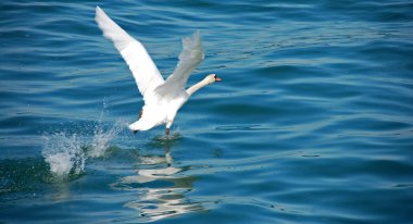 Schwan auf dem Rhein