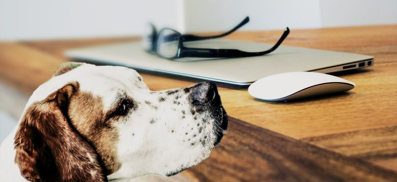 Bildbeschreibung: Hund, Laptop, Brille / Bildnachweis: pixabay.com
