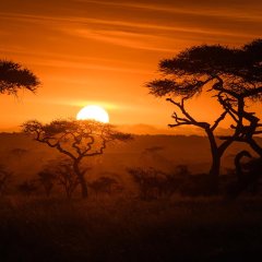 Serengeti Sonnenaufgang