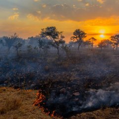 Serengeti Steppenbrand + Sonnenuntergang